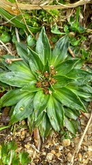 Plantago muelleri
