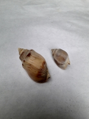 Buccinastrum deforme