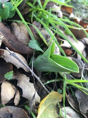 Piperia