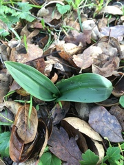 Piperia