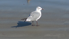 Leucophaeus atricilla
