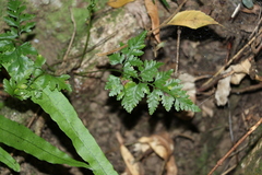 Davallia solida