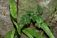 Davallia solida