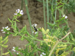 Bembix citripes