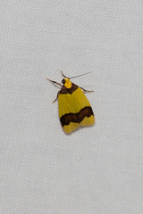 Heterallactis microchrysa