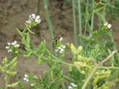 Bembix citripes