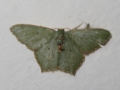 Chloropteryx nordicaria