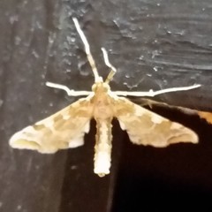 Leucinodes cordalis