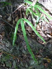 Pteris longipinna
