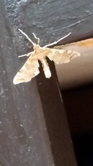 Leucinodes cordalis