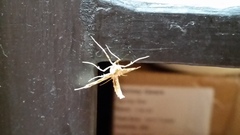 Leucinodes cordalis