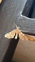 Leucinodes cordalis