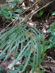 Pteris longipinna