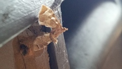 Leucinodes cordalis