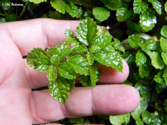 Pilea elliptica