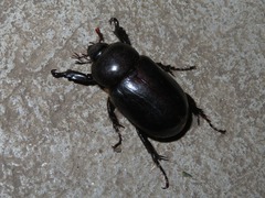 Ancognatha scarabaeoides