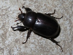 Ancognatha scarabaeoides