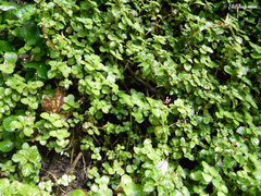 Pilea elliptica