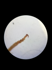 Icteranthidium grohmanni