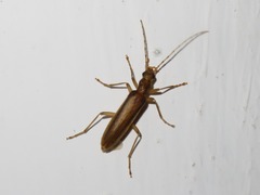 Diplectrus