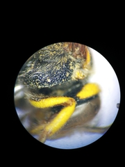 Icteranthidium grohmanni