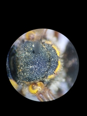 Icteranthidium grohmanni