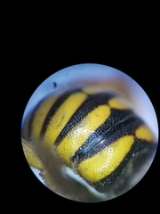 Icteranthidium grohmanni