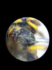 Icteranthidium grohmanni