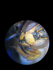 Icteranthidium grohmanni
