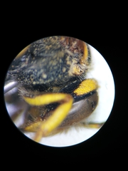 Icteranthidium grohmanni