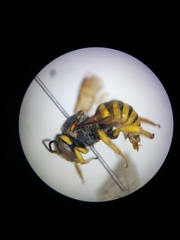 Icteranthidium grohmanni