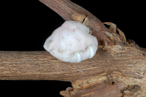 Indian Wax Scale photo 4