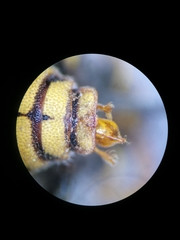 Icteranthidium grohmanni