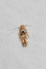 Hieromantis ephodophora