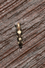 Limnaecia tetraplanetis