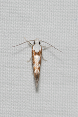 Lichenaula laniata