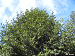 Podocarpus nubigenus