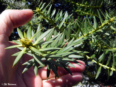 Podocarpus nubigenus