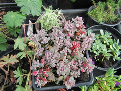 Telephieae