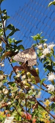 Catasticta nimbice