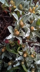 Argyrotegium nitidulum