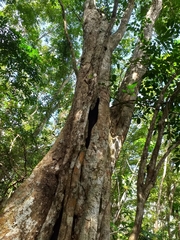 Pterocarpus officinalis