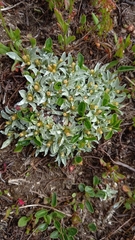 Argyrotegium nitidulum