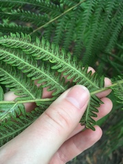 Pelazoneuron augescens