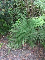 Pelazoneuron augescens