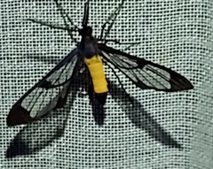 Cosmosoma stibosticta