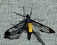 Cosmosoma stibosticta