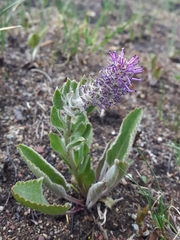 Veronica wyomingensis