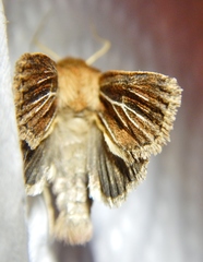 Hypocoena basistriga