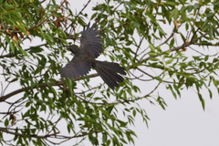 Crotophaga sulcirostris